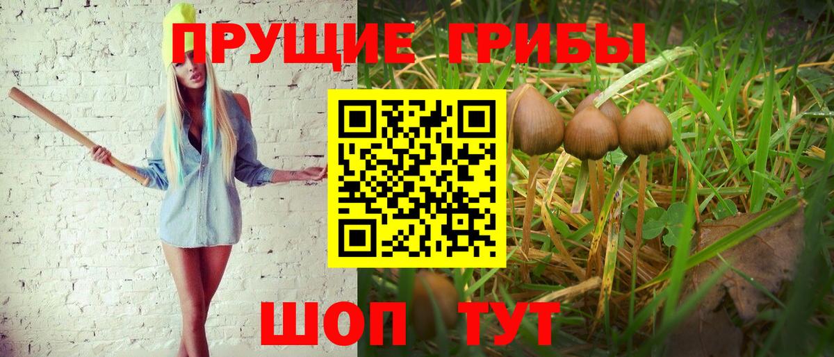 Галлюциногенные грибы Cubensis Нижний Новгород